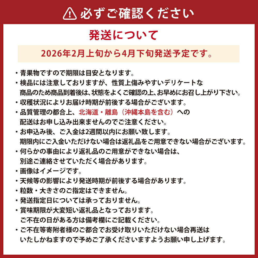 【ふるさと納税】博多あまおう(春)〈選べる〉約500g～1.5kg 2パック～6パック 1パック250g-270g あまおう いちご 苺 ストロベリー 果物 フルーツ 福岡県産 博多 福岡 青果 送料無料【2026年2月上旬-4月下旬発送予定】 サムネイル3