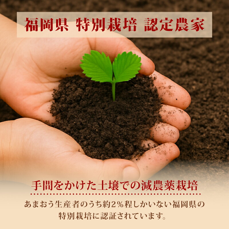 【ふるさと納税】 【2026年1-3月発送】 特別栽培 あまおう 約570g~1.14kg (約285g×2~4P) 冷蔵 小分け いちご 福岡県産 苺 あまおう 苺 果物 スイーツ 数量限定 期間限定 特別栽培 特産品 デザート フルーツ ふるさと納税あまおう【1月上旬より順次出荷】 サムネイル3