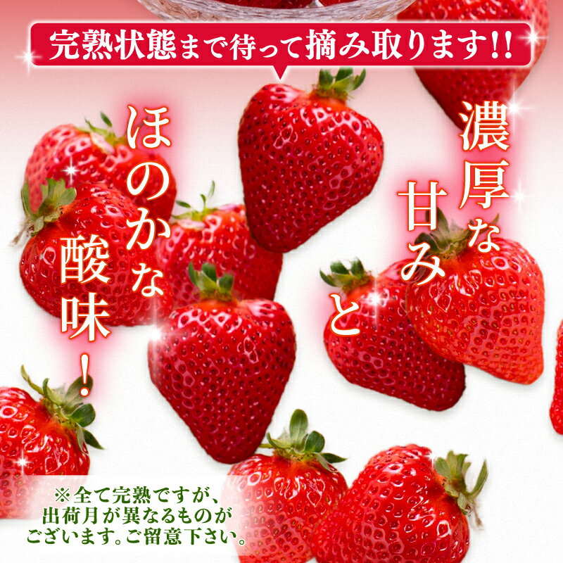 【ふるさと納税】 【2026年3月下旬頃から発送予定】いちご あまおう 先行予約 福岡産 約1.1kg 約275g×4パック セット 苺 イチゴ フルーツ 果物 くだもの 春 旬 数量限定 訳あり 形 不揃い 福岡 九州 福岡県 川崎町 【着日指定不可】 サムネイル3
