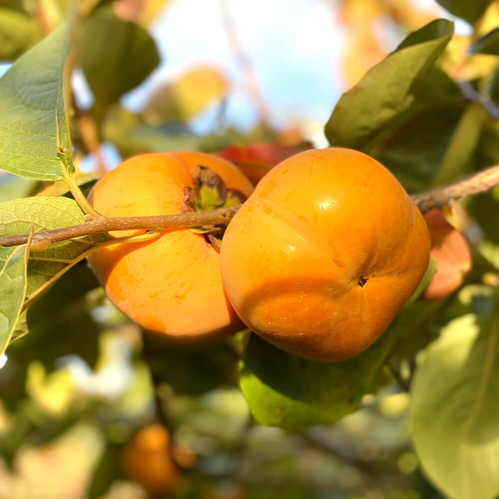 【ふるさと納税】＜選べる 種類＞福岡県ブランド柿 秋王 5-7玉 約1.8kg 特選品（化粧箱入り） または 秀優品 種無し 【2025年11月上旬-12月上旬発送予定】 柿 種なし 福岡県産 九州産 国産 果物 フルーツ くだもの 旬 冷蔵 福岡県 大任町 送料無料 サムネイル3