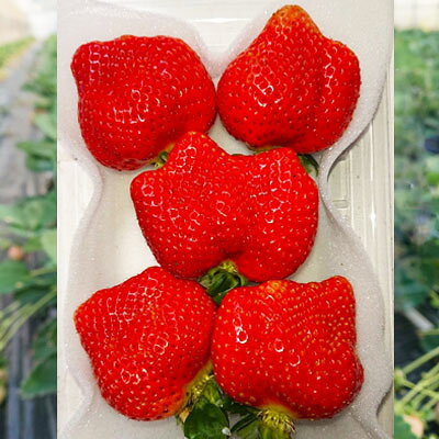 【ふるさと納税】 厳選 大粒 あまおう （ 4パック ） 3SA2 サムネイル2