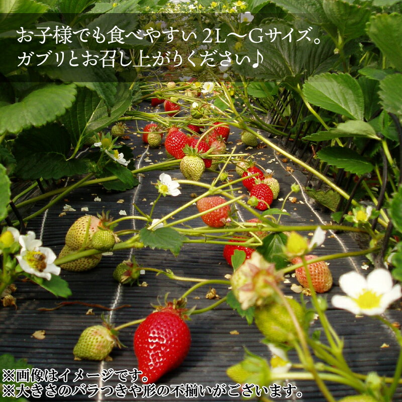 【ふるさと納税】福岡県産 あまおう 選べる容量 約600(300g×2P) or 約1.4kg(280g×5P) いちご フルーツ 果物 旬 イチゴ 苺 福岡県産 送料無料 2Z1 サムネイル3