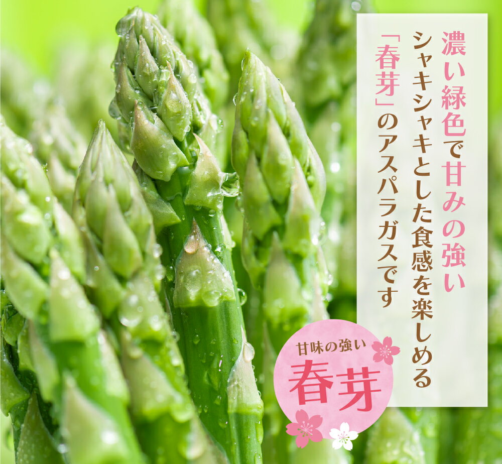 【ふるさと納税】選べるサイズ 清流・有機肥料使用 アスパラガス(春芽) 1kg 期間限定 数量限定 朝採り アスパラ アスパラガス 野菜 新鮮 旬 とれたて お取り寄せ 福岡県 福智町 国産 九州産 送料無料 - 画像3