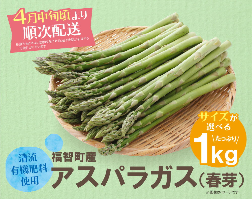 【ふるさと納税】選べるサイズ 清流・有機肥料使用 アスパラガス(春芽) 1kg 期間限定 数量限定 朝採り アスパラ アスパラガス 野菜 新鮮 旬 とれたて お取り寄せ 福岡県 福智町 国産 九州産 送料無料 - 画像2