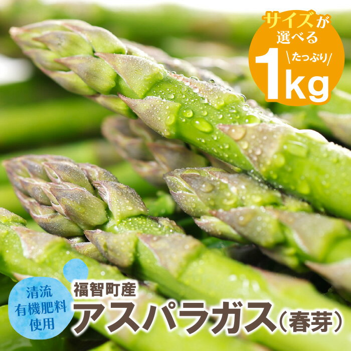 選べるサイズ 清流・有機肥料使用 アスパラガス(春芽) 1kg 期間限定 数量限定 朝採り アスパラ アスパラガス 野菜 新鮮 旬 とれたて お取り寄せ 福岡県 福智町 国産 九州産 送料無料