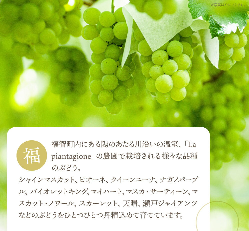 【ふるさと納税】2026年発送 季節のぶどう3種セット 約1.5kg フルーツ ぶどう 葡萄 福岡県 福智町産 ブランド 果実 先行予約 送料無料 《 予約受付 》 レビューキャンペーン 《福智町チャンス》W20-03 サムネイル3