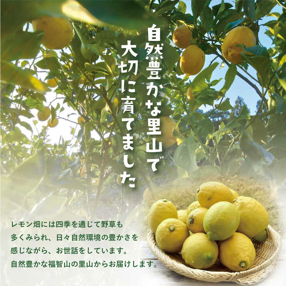 【ふるさと納税】＜旬の12月以降発送＞ 福智町産 無農薬レモン 2.5kg 約16〜20個 国産 安心 数量限定 期間限定 皮まで食べられる 無農薬 れもん レモン 旬 産地 新鮮 おすすめ レモネード 皮 キロ 福岡産 福智産 福智 ワンドラファーム 送料無料 サムネイル2