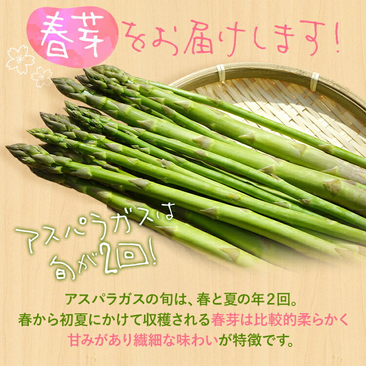 【ふるさと納税】予約受付 アスパラ 春芽 M~Lサイズ 1kg（500g×2） 2026年3月頃より順次発送 野菜 アスパラガス 農家直送 福岡 九州 グルメ お取り寄せ - 画像2