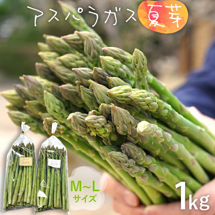数量限定 アスパラ 夏芽 M~Lサイズ 1kg（500g×2）予約受付 2026年6月〜8月頃に順次発送 野菜 農家直送 アスパラガス 福岡 九州 グルメ お取り寄せ