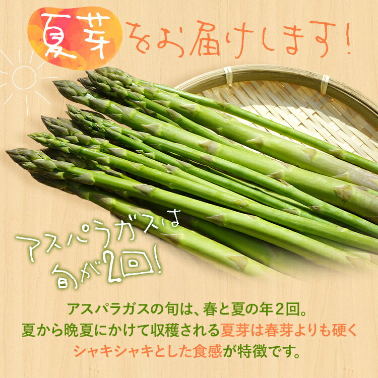 【ふるさと納税】数量限定 アスパラ 夏芽 M~Lサイズ 1kg（500g×2）予約受付 2026年6月〜8月頃に順次発送 野菜 農家直送 アスパラガス 福岡 九州 グルメ お取り寄せ - 画像2
