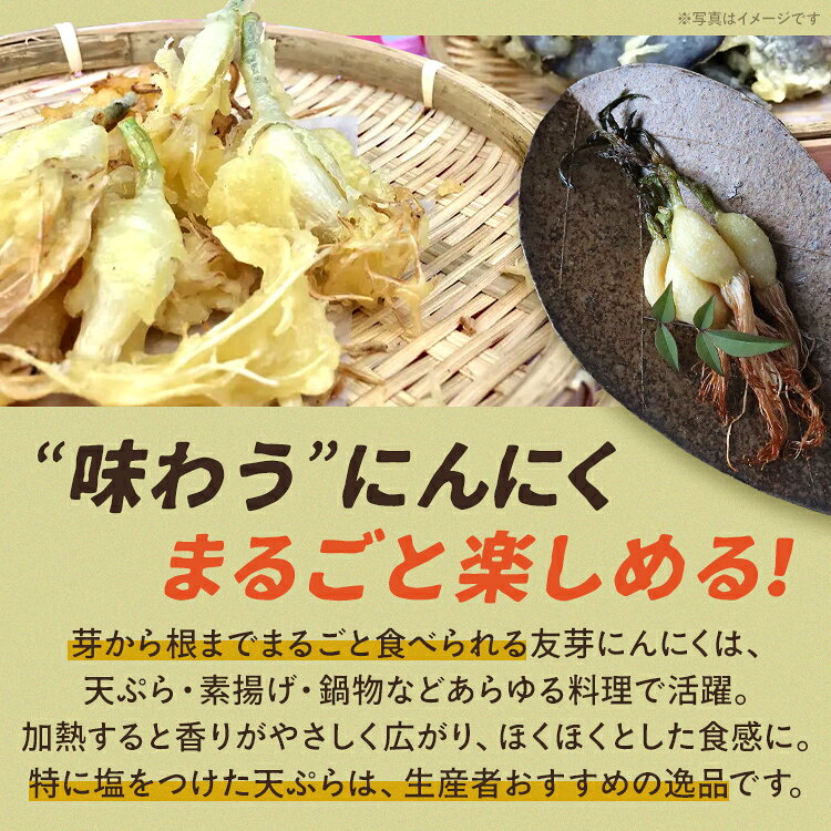 【ふるさと納税】にんにく 国産 友芽にんにく 生 50本 大容量 野菜 ガーリック ニンニク スプラウト 発芽 おつまみ 料理 丸ごと ニオイ 福岡県 福岡 九州 グルメ お取り寄せ メール便（ポスト投函） 11月～3月発送予定 - 画像2