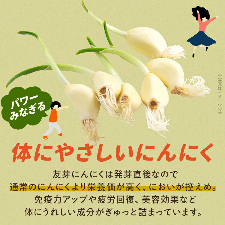 【ふるさと納税】にんにく 国産 友芽にんにく 生 50本 大容量 野菜 ガーリック ニンニク スプラウト 発芽 おつまみ 料理 丸ごと ニオイ 福岡県 福岡 九州 グルメ お取り寄せ メール便（ポスト投函） 11月～3月発送予定 - 画像3