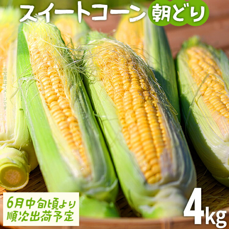 スイートコーン 朝どり 4kg 【期間限定】 6月中旬頃より順次出荷予定 朝採り 朝採れ 完熟 農家直送 産地直送 とうもろこし トウモロコシ あまい 福岡県 福岡 九州 グルメ お取り寄せ ※北海道・沖縄・離島は配送不可