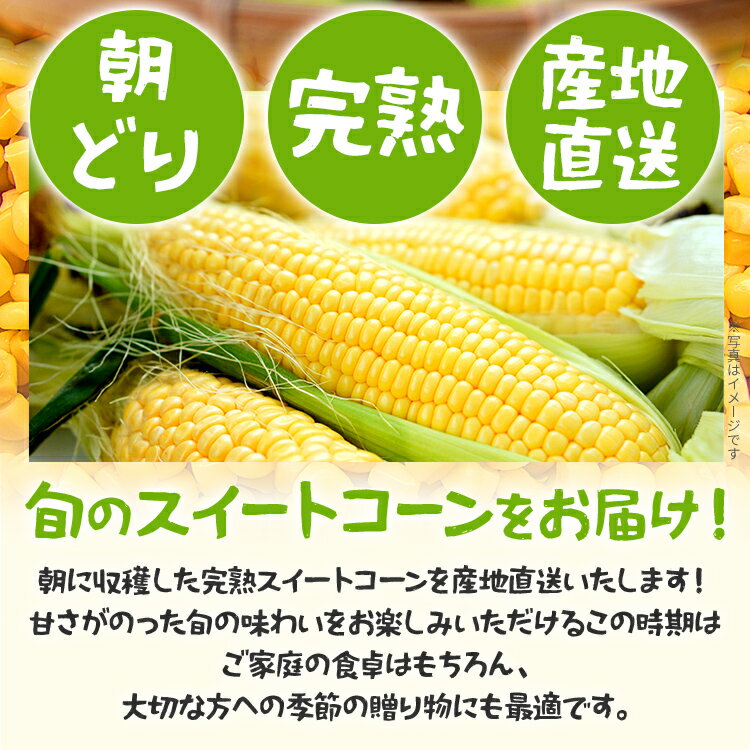 【ふるさと納税】スイートコーン 朝どり 4kg 【期間限定】 6月中旬頃より順次出荷予定 朝採り 朝採れ 完熟 農家直送 産地直送 とうもろこし トウモロコシ あまい 福岡県 福岡 九州 グルメ お取り寄せ ※北海道・沖縄・離島は配送不可 - 画像2