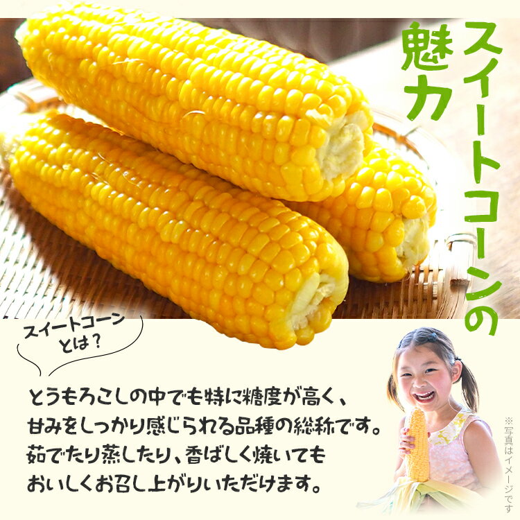 【ふるさと納税】スイートコーン 朝どり 4kg 【期間限定】 6月中旬頃より順次出荷予定 朝採り 朝採れ 完熟 農家直送 産地直送 とうもろこし トウモロコシ あまい 福岡県 福岡 九州 グルメ お取り寄せ ※北海道・沖縄・離島は配送不可 - 画像3
