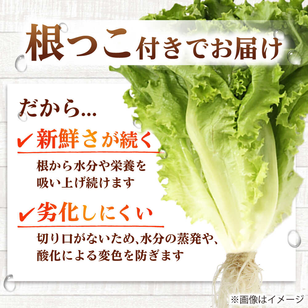 【ふるさと納税】水耕栽培野菜 グリーンリーフ 6株 吉富町/株式会社ハイダイ工業[BGBT002] 野菜 やさい 国産 新鮮 サラダ 産地直送 - 画像2