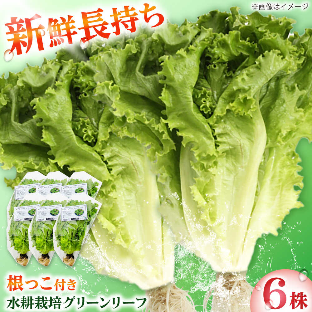 水耕栽培野菜 グリーンリーフ 6株 吉富町/株式会社ハイダイ工業[BGBT002] 野菜 やさい 国産 新鮮 サラダ 産地直送