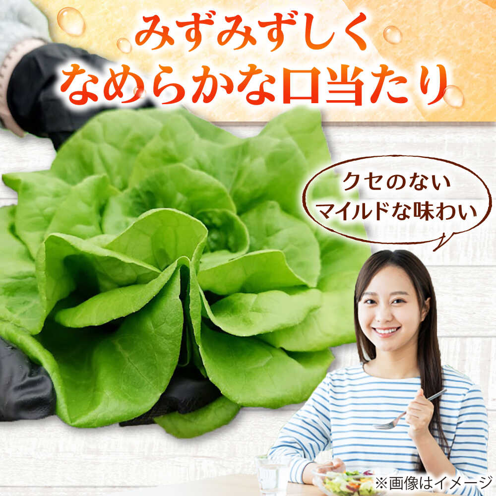 【ふるさと納税】水耕栽培野菜 グリーンバター 6株 吉富町/株式会社ハイダイ工業[BGBT003] 野菜 やさい 国産 新鮮 サラダ 産地直送 - 画像3