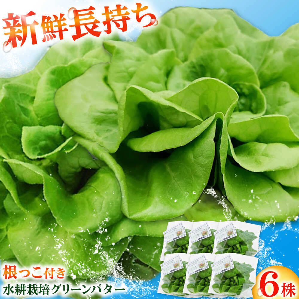 水耕栽培野菜 グリーンバター 6株 吉富町/株式会社ハイダイ工業[BGBT003] 野菜 やさい 国産 新鮮 サラダ 産地直送