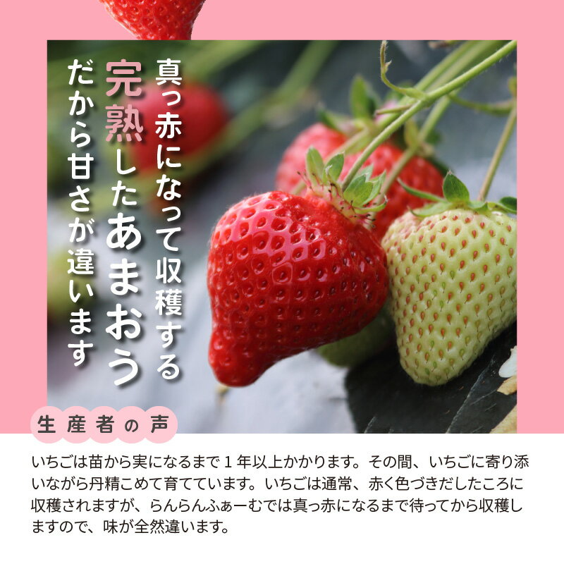 【ふるさと納税】採れたて 出荷 完熟朝採れ いちご あまおう(1月から順次発送) 270g × 4パック 約 1080g ブランドいちご 人気 真っ赤 完熟 爽やか 甘み みずみずしい 果物 フルーツ デザート お取り寄せグルメ 冷蔵 らんらんふぁーむ 福岡県 上毛町産 送料無料 サムネイル3