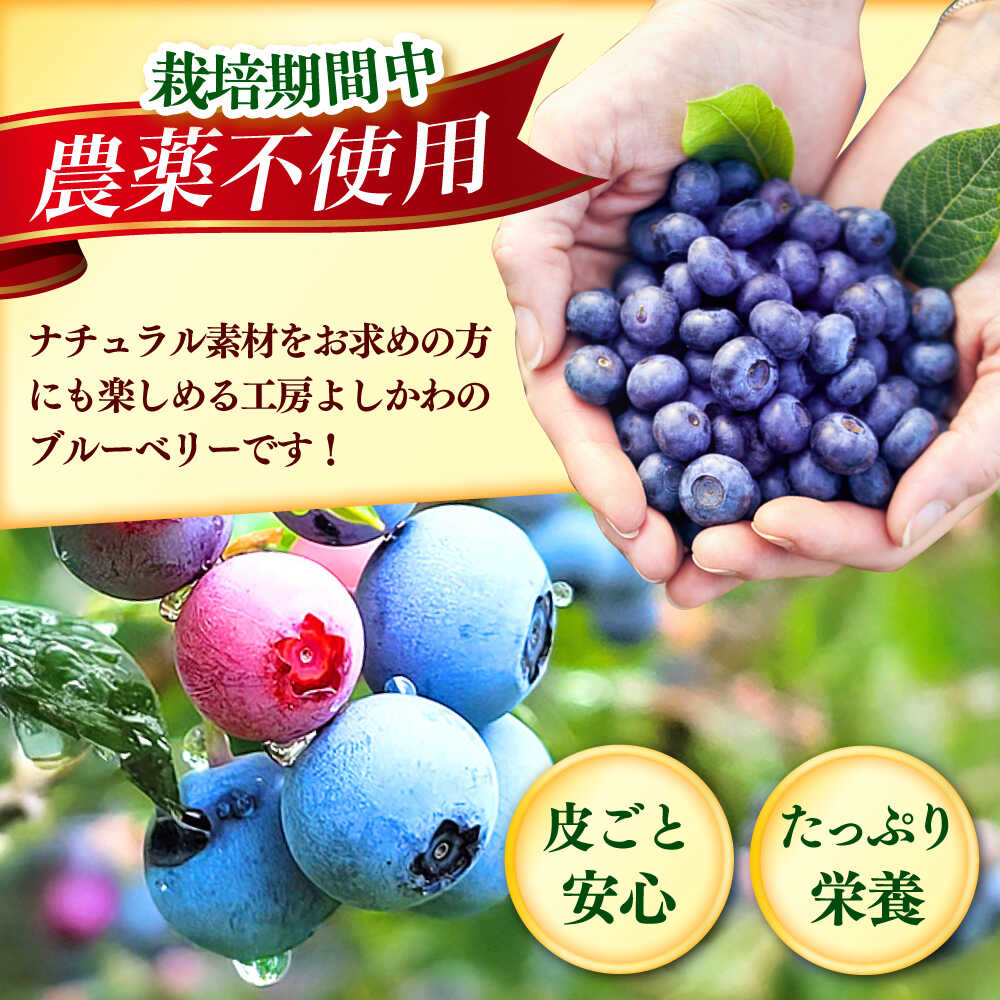 【ふるさと納税】ブルーベリー 1kg 冷凍 《築上町》【(有)工房よしかわ】 国産 ブルーベリー フルーツ 果物 [ABAK001] サムネイル2