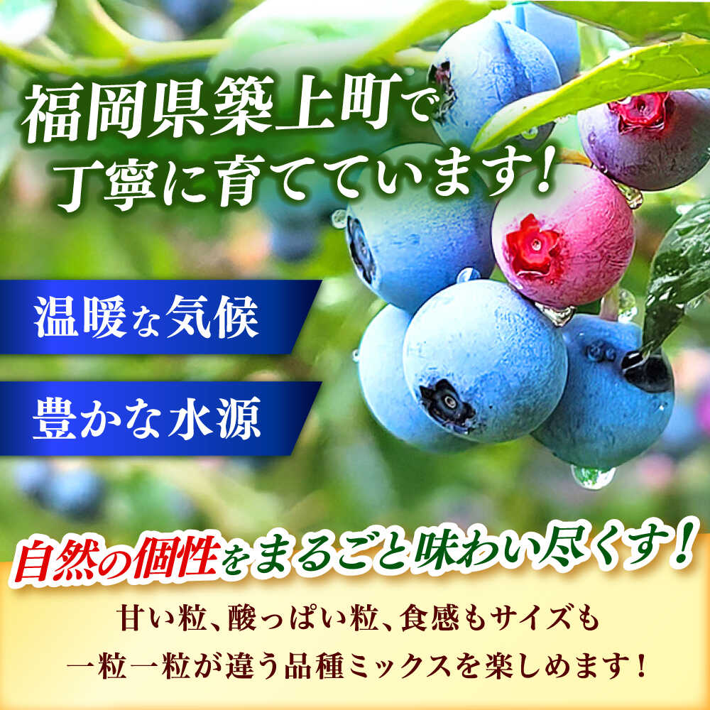 【ふるさと納税】ブルーベリー 1kg 冷凍 《築上町》【(有)工房よしかわ】 国産 ブルーベリー フルーツ 果物 [ABAK001] サムネイル3
