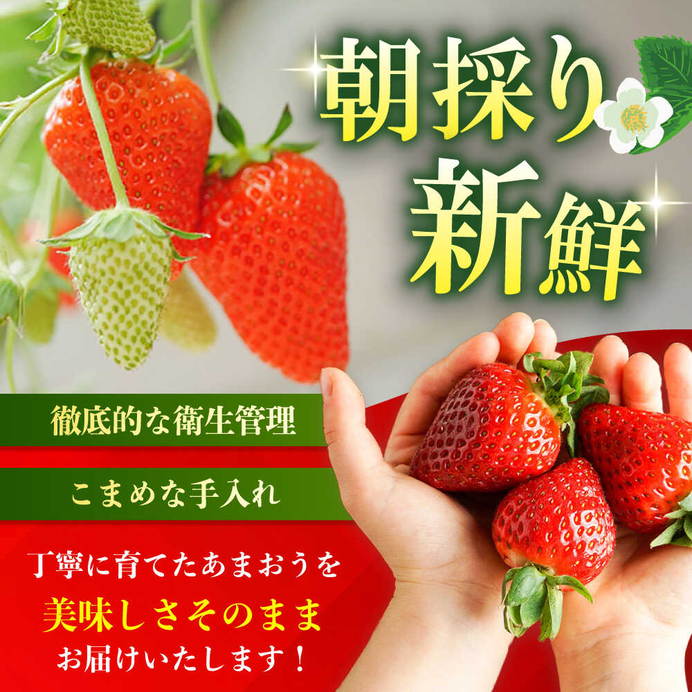 【ふるさと納税】【予約受付】【2月1日より順次発送】 いちご あまおう 約270g×2 農家直送 朝採り 新鮮いちご 博多あまおう 《築上町》【株式会社H&Futures】 [ABDG003] 9000円 サムネイル3