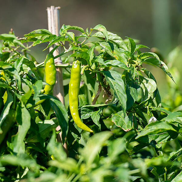 【ふるさと納税】佐賀産季節の旬野菜 選べる10or15種類（農薬・化学肥料不使用）：B120-036 サムネイル3