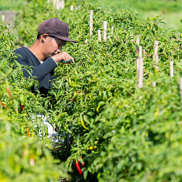 【ふるさと納税】佐賀産季節の旬野菜 選べる10or15種類（農薬・化学肥料不使用）：B120-036 サムネイル2