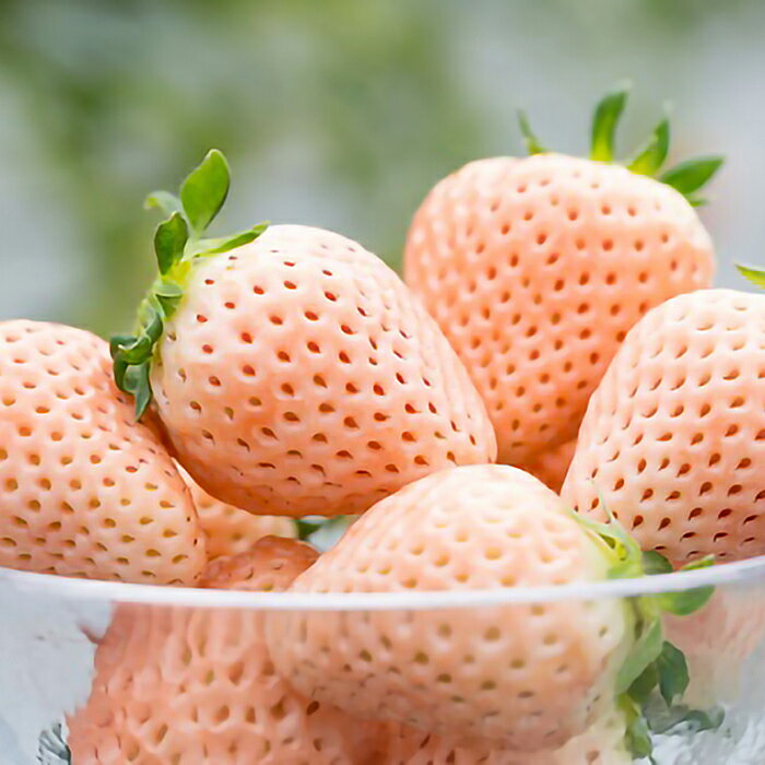 【ふるさと納税】【定期便5回】佐賀県産 淡雪【1月～5月】：B650-002 サムネイル3