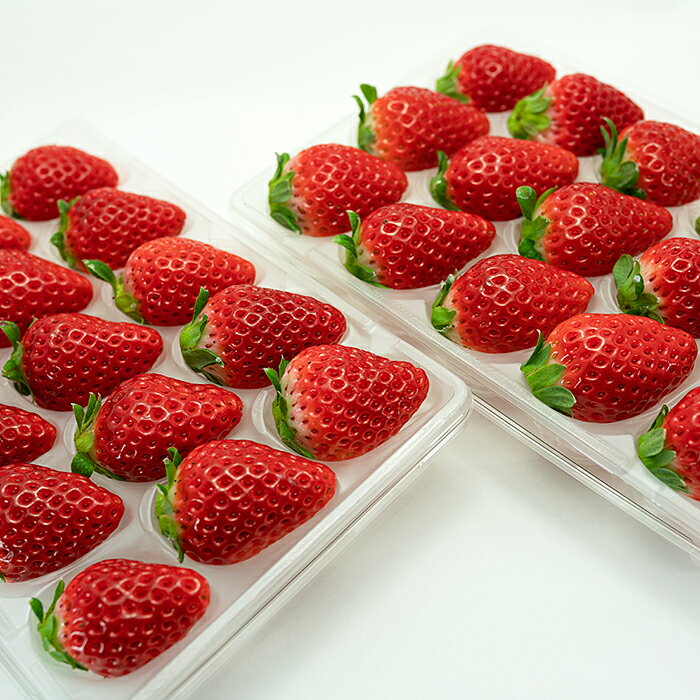 【ふるさと納税】【先行予約】 佐賀県産 いちご さがほのか フルーツ 果物 旬 苺 イチゴ 220g×2P 九州 佐賀県 佐賀市 清瀬農園：B100-035 サムネイル2