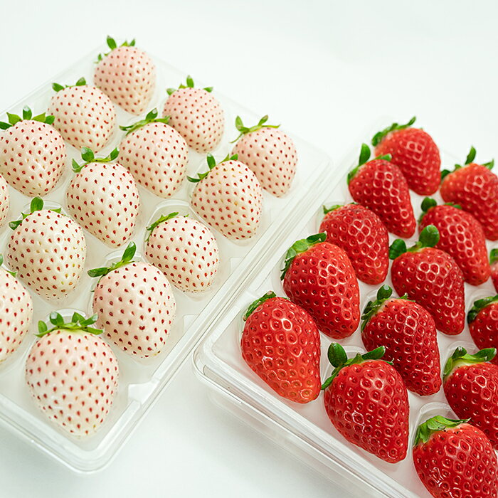 【ふるさと納税】【定期便3回】佐賀県産 れんこんといちご【12～2月発送】：B445-006 サムネイル3