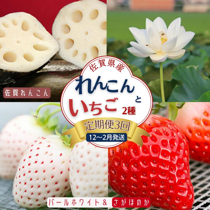 【定期便3回】佐賀県産 れんこんといちご【12～2月発送】：B445-006