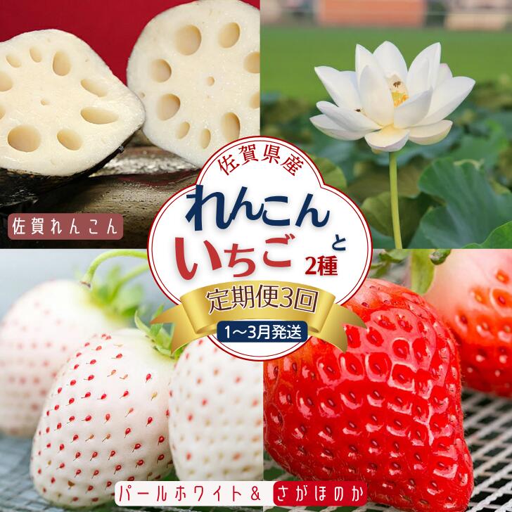 【定期便3回】佐賀県産 れんこんといちご【1～3月発送】：B445-007