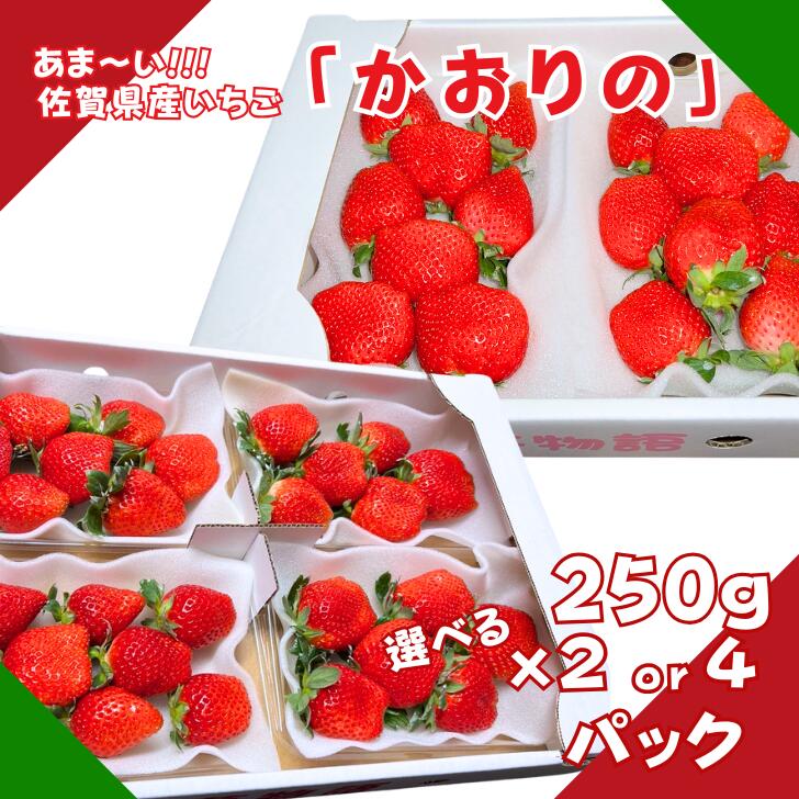 佐賀県産 いちご「かおりの」選べる 250g×2～4P：A080-006