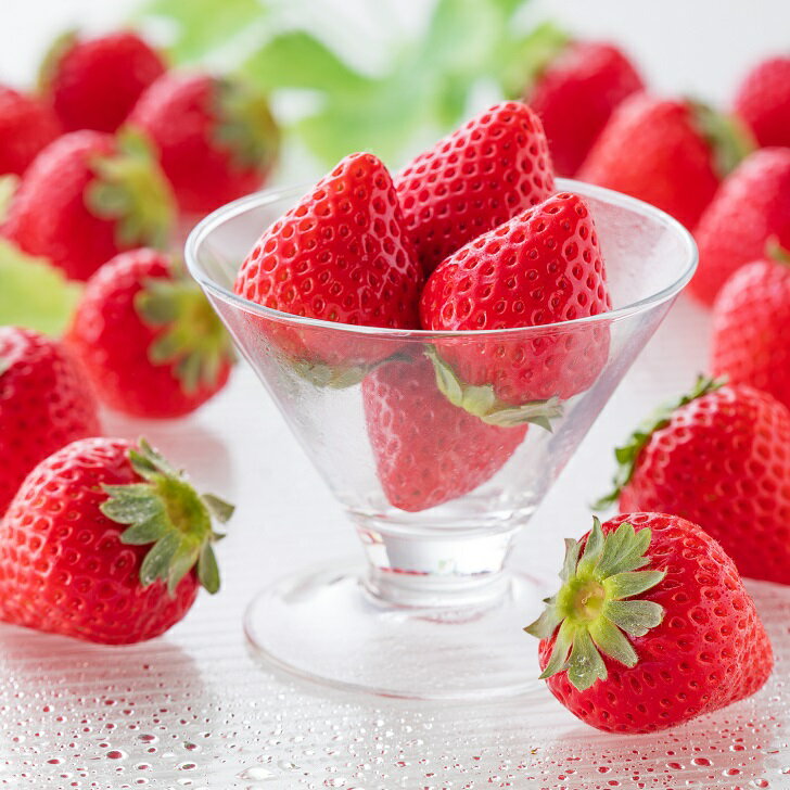 【贈答品】 特別栽培 イチゴ 恋みのり 化粧箱 （450g）選べる1箱・2箱 1月中旬～4月発送 苺 いちご フルーツ 果物 贈答 ギフト プレゼント 佐賀県 佐賀市：B140-106