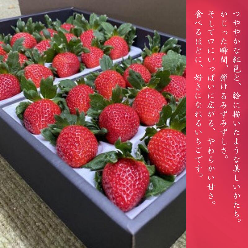 【ふるさと納税】極上のいちごさん ITOFARM 苺 佐賀県産 イチゴ フルーツ 果物 ：B240-016 サムネイル2