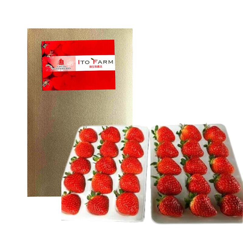 【ふるさと納税】極上のいちごさん ITOFARM 苺 佐賀県産 イチゴ フルーツ 果物 ：B240-016 サムネイル3