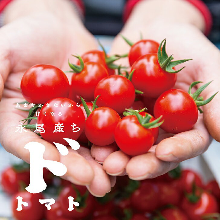 【ふるさと納税】【人気】甘さとコクがド級！ドトマト1号：B140-010 - 画像2