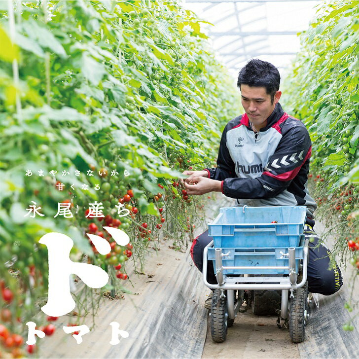 【ふるさと納税】【人気】甘さとコクがド級！ドトマト1号：B140-010 - 画像3