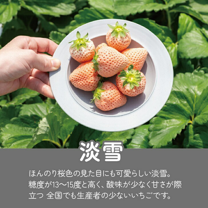 【ふるさと納税】【定期便3回】希少価値 佐賀県産 いちご 淡雪 1~3月発送 フルーツ 果物 定期便 旬 苺 白いちご 九州 佐賀県 佐賀市 清瀬農園 ：B395-008 サムネイル2