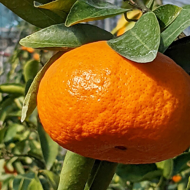 【ふるさと納税】飲み比べ 冷凍果汁2種×各5個(合計10個) 味香みかん 柑橘 ジュース 飲料 ミカン ストレート フルーツ 詰合せ サムネイル3