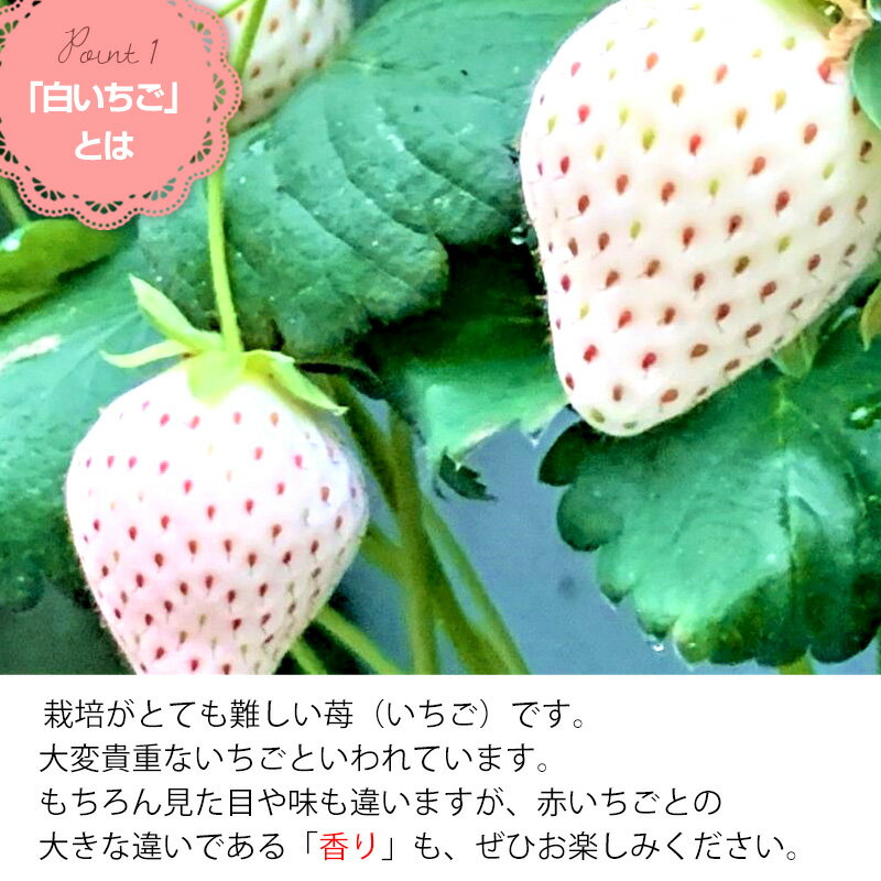 【ふるさと納税】『先行予約』【令和8年2月上旬から4月下旬までにお届け】訳あり 白い宝石 白いちご 130g×4P(合計520g) 大小不揃い いちご イチゴ 苺 フルーツ 果物 希少 サムネイル3