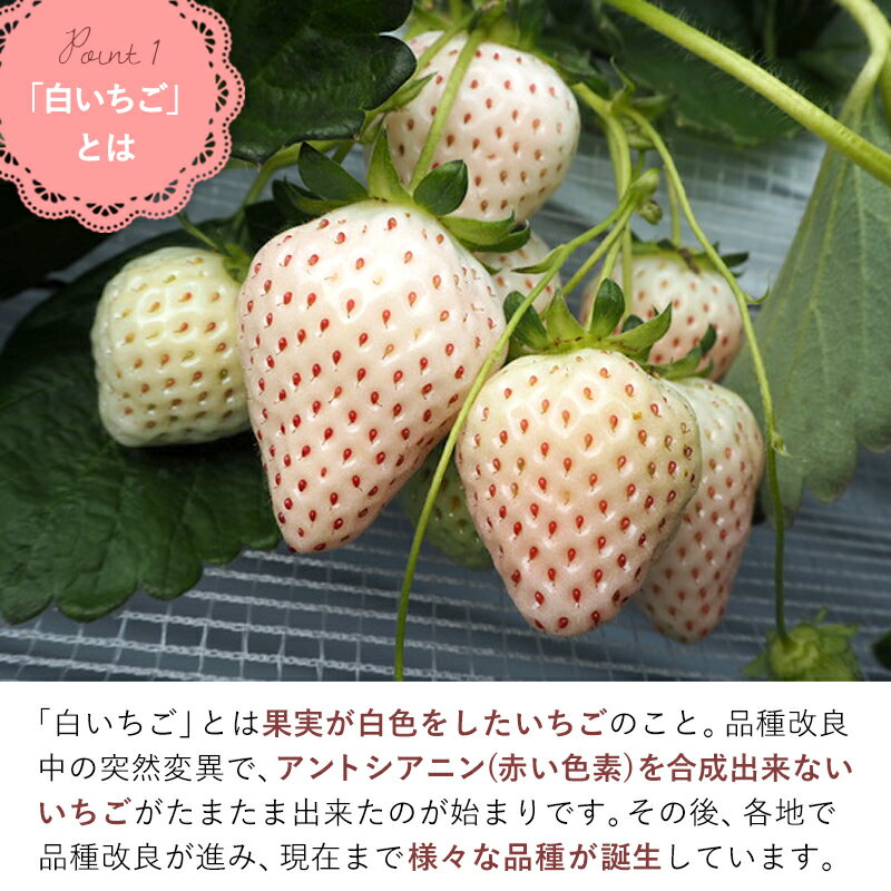 【ふるさと納税】数量限定 白いちご 雪うさぎ 冷凍 2kg (佐賀県唐津市産) サムネイル3