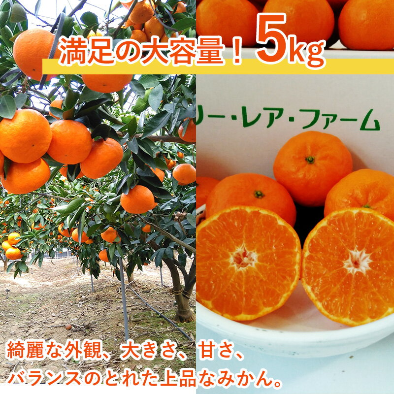 【ふるさと納税】『先行予約』【令和8年1月下旬発送】浜王(はまおう) ハウス栽培 唐津産 5kg 口之津(くちのつ) 39号みかん フルーツ 果物 柑橘 かんきつ サムネイル2