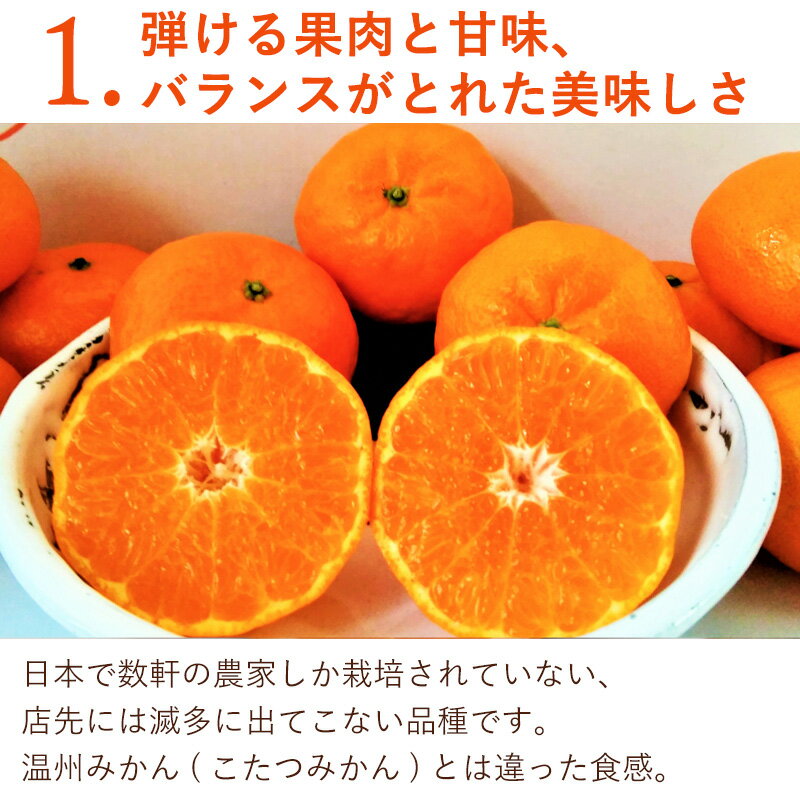 【ふるさと納税】『先行予約』【令和8年1月下旬発送】浜王(はまおう) ハウス栽培 唐津産 5kg 口之津(くちのつ) 39号みかん フルーツ 果物 柑橘 かんきつ サムネイル3