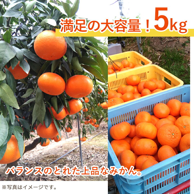 【ふるさと納税】『先行予約』【令和8年1月下旬発送】麗紅(れいこう）ハウス栽培 唐津産 5kg 混合サイズ みかん 蜜柑 柑橘 果物 フルーツ サムネイル2