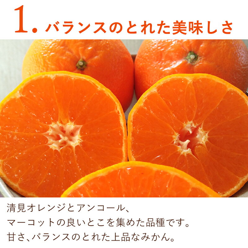 【ふるさと納税】『先行予約』【令和8年1月下旬発送】麗紅(れいこう）ハウス栽培 唐津産 5kg 混合サイズ みかん 蜜柑 柑橘 果物 フルーツ サムネイル3