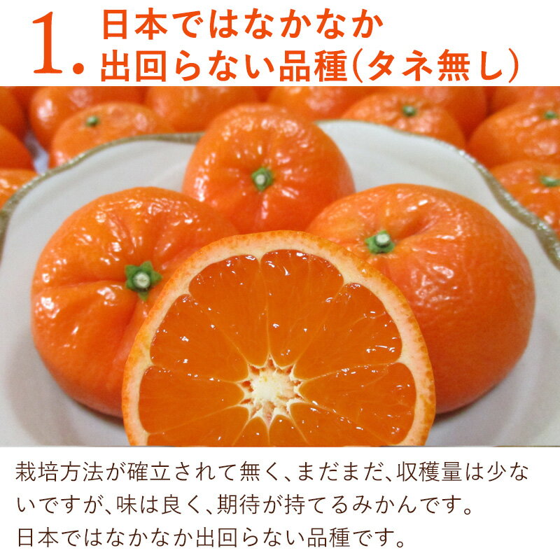 【ふるさと納税】『先行予約』【令和8年2月中旬発送】マーコット（ハウス栽培）唐津産 5kg みかん ミカン 果物 フルーツ サムネイル3