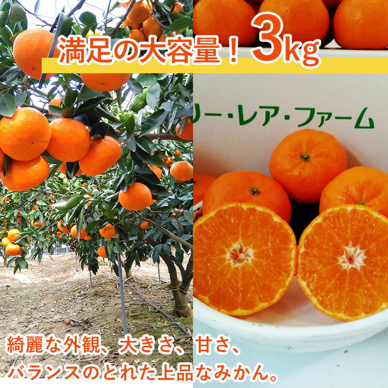 【ふるさと納税】『先行予約』【令和8年1月下旬発送】浜王(はまおう) ハウス栽培 唐津産 3kg 口之津(くちのつ) 39号みかん フルーツ 果物 柑橘 かんきつ サムネイル2